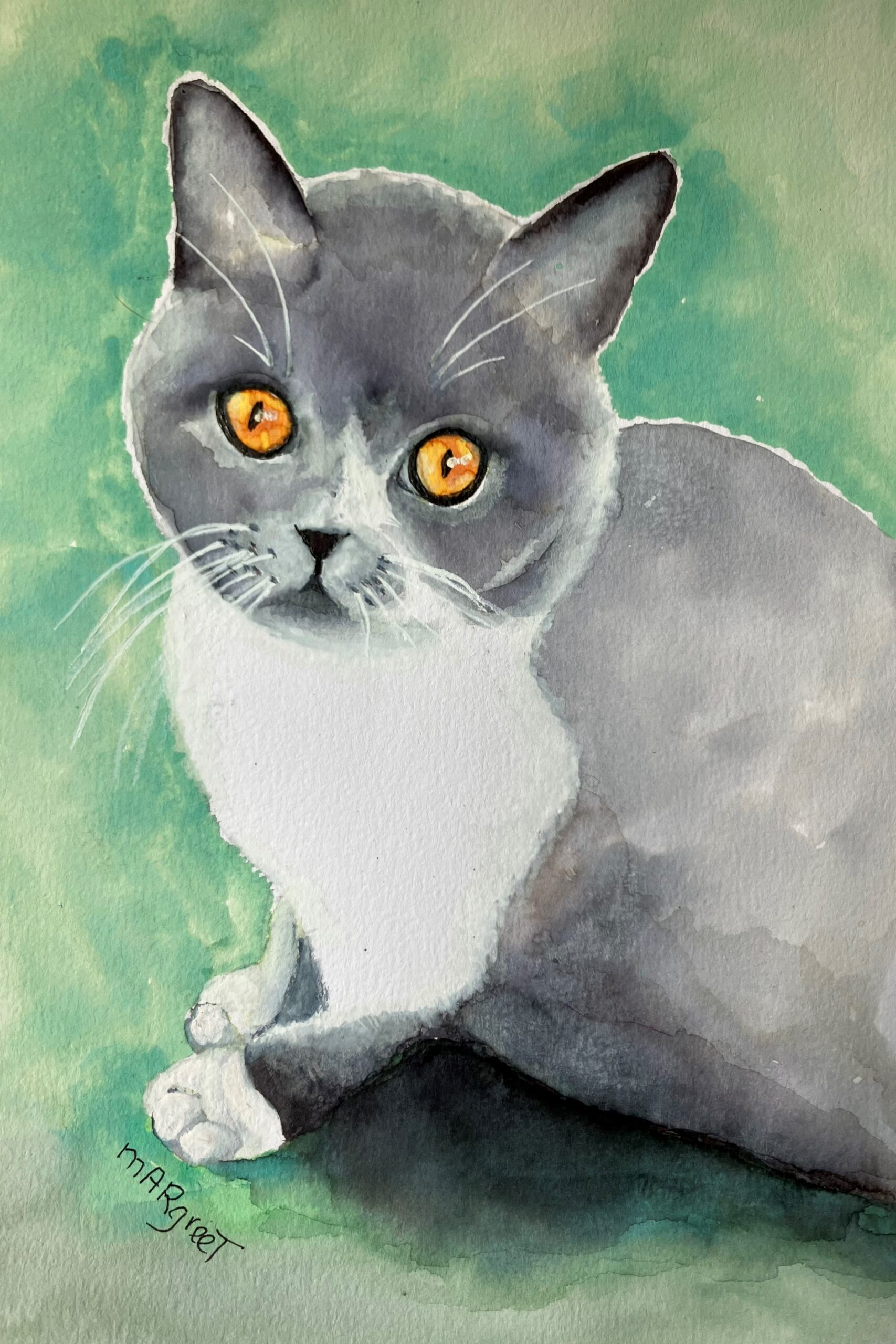 Blue, Britse korthaar kitten.