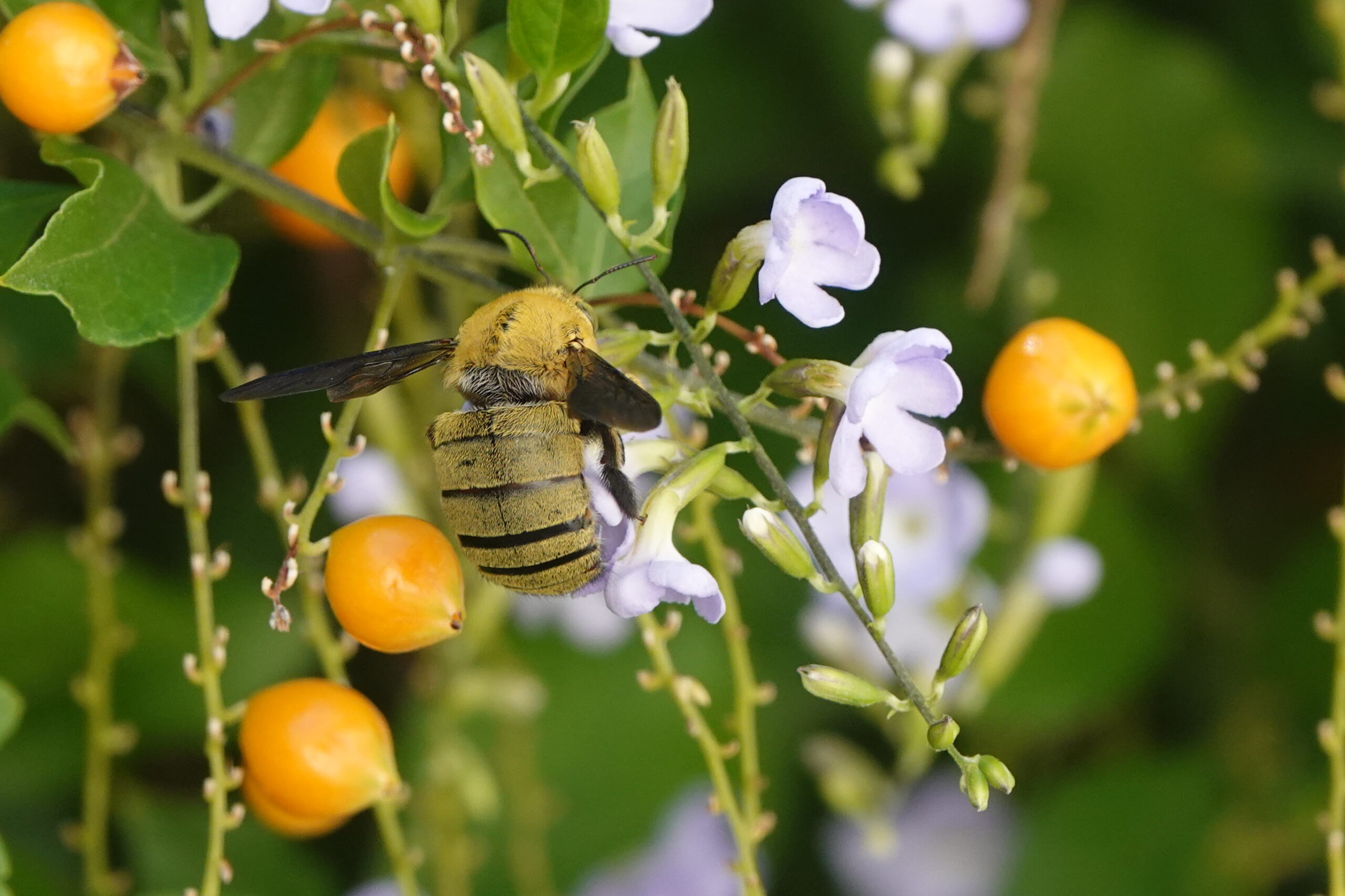 Hommel op Golden Dewdrop. Foto is genomen in Athene.