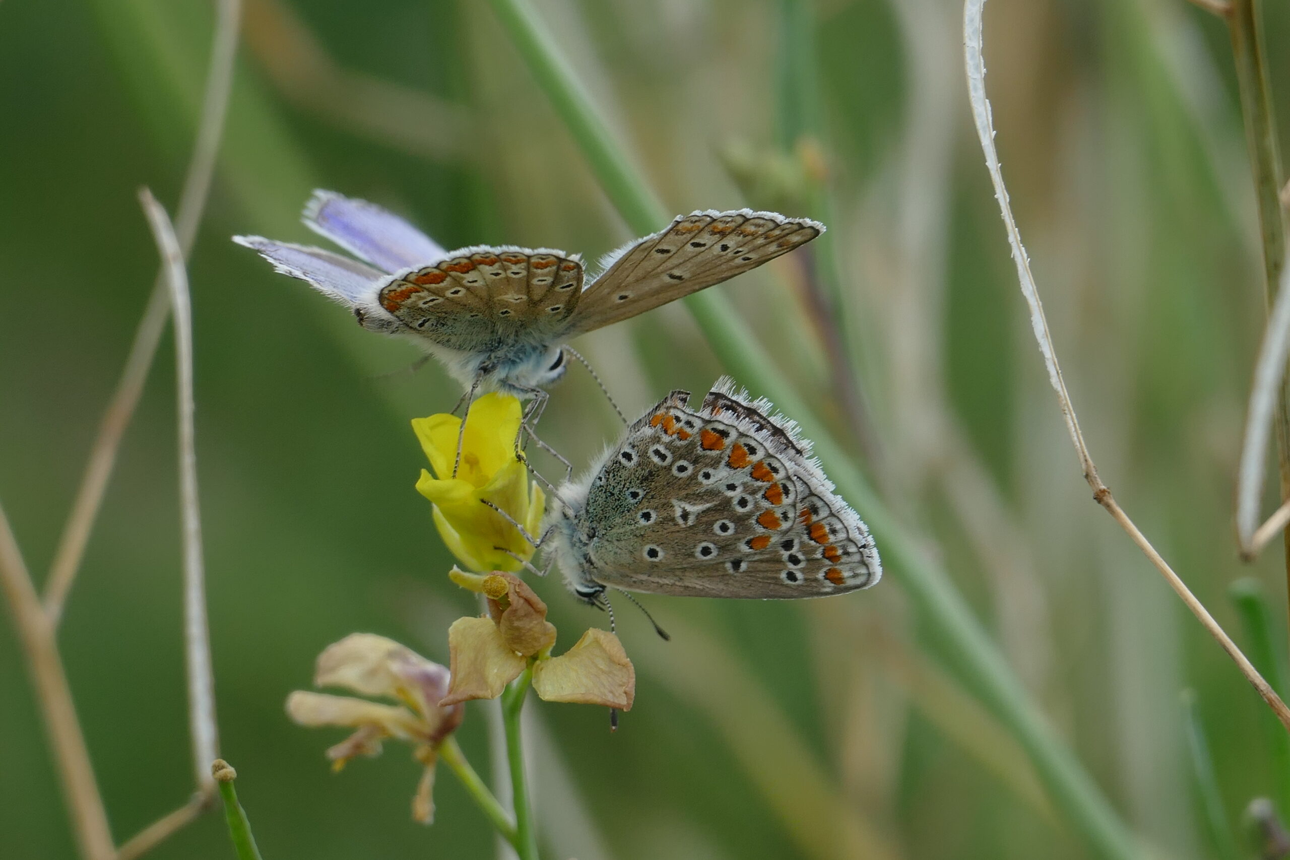Icarusblauwtjes bij de Maasboulevard in Schiedam.