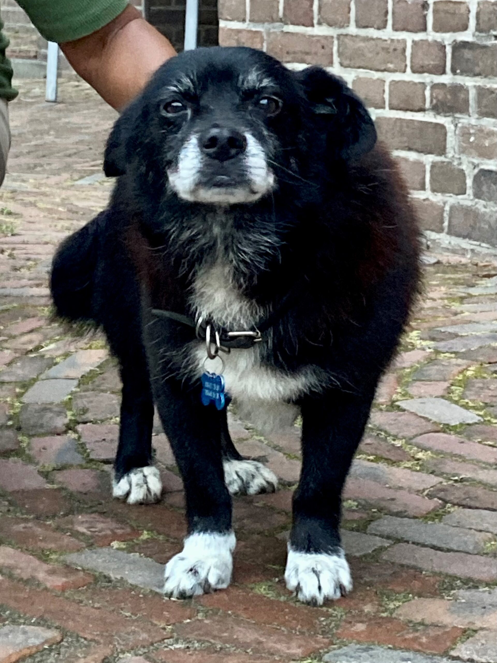 Oorlogsdieren in Oekraïne