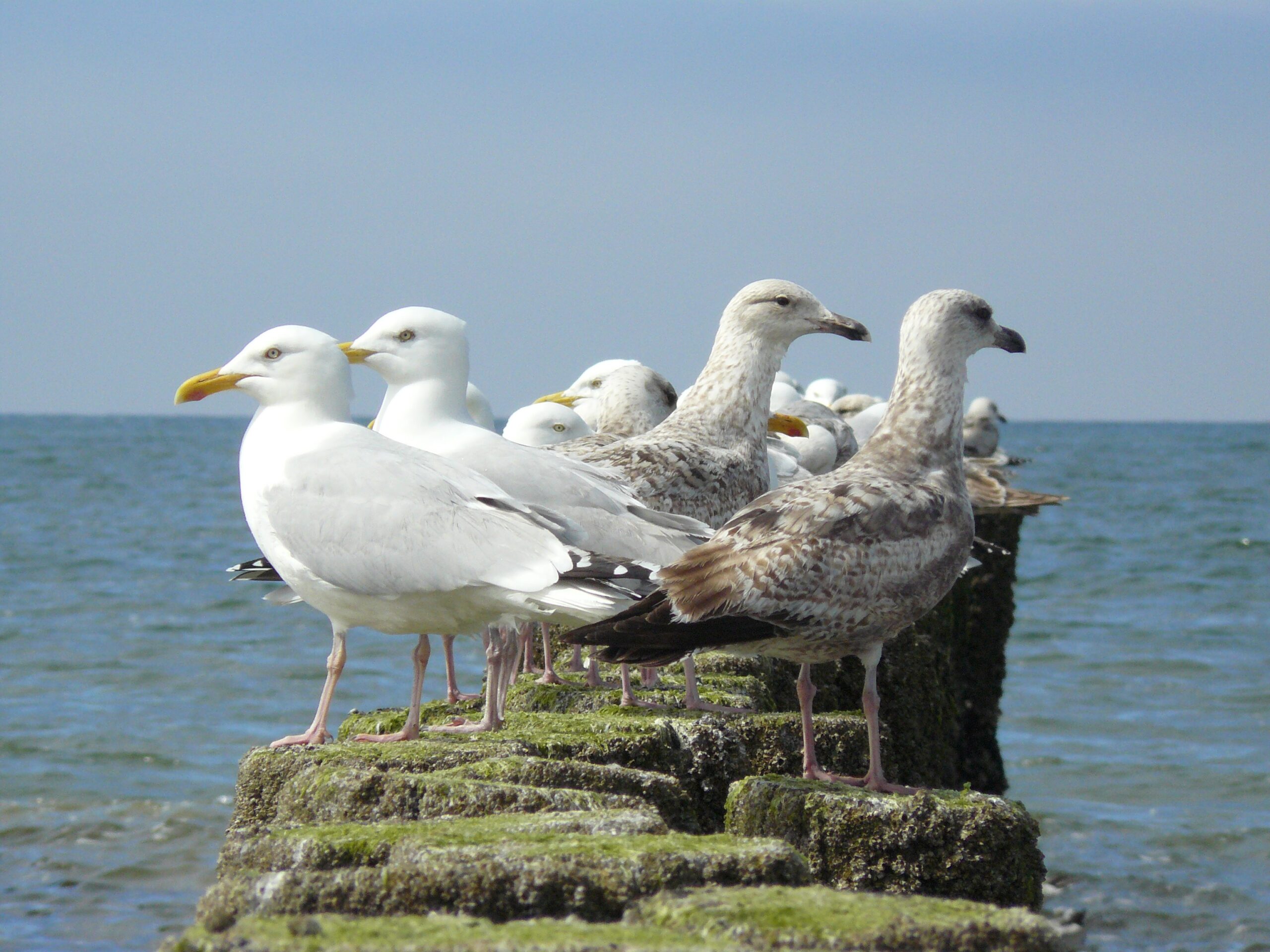 Zilvermeeuwen op het strand van Domburg.