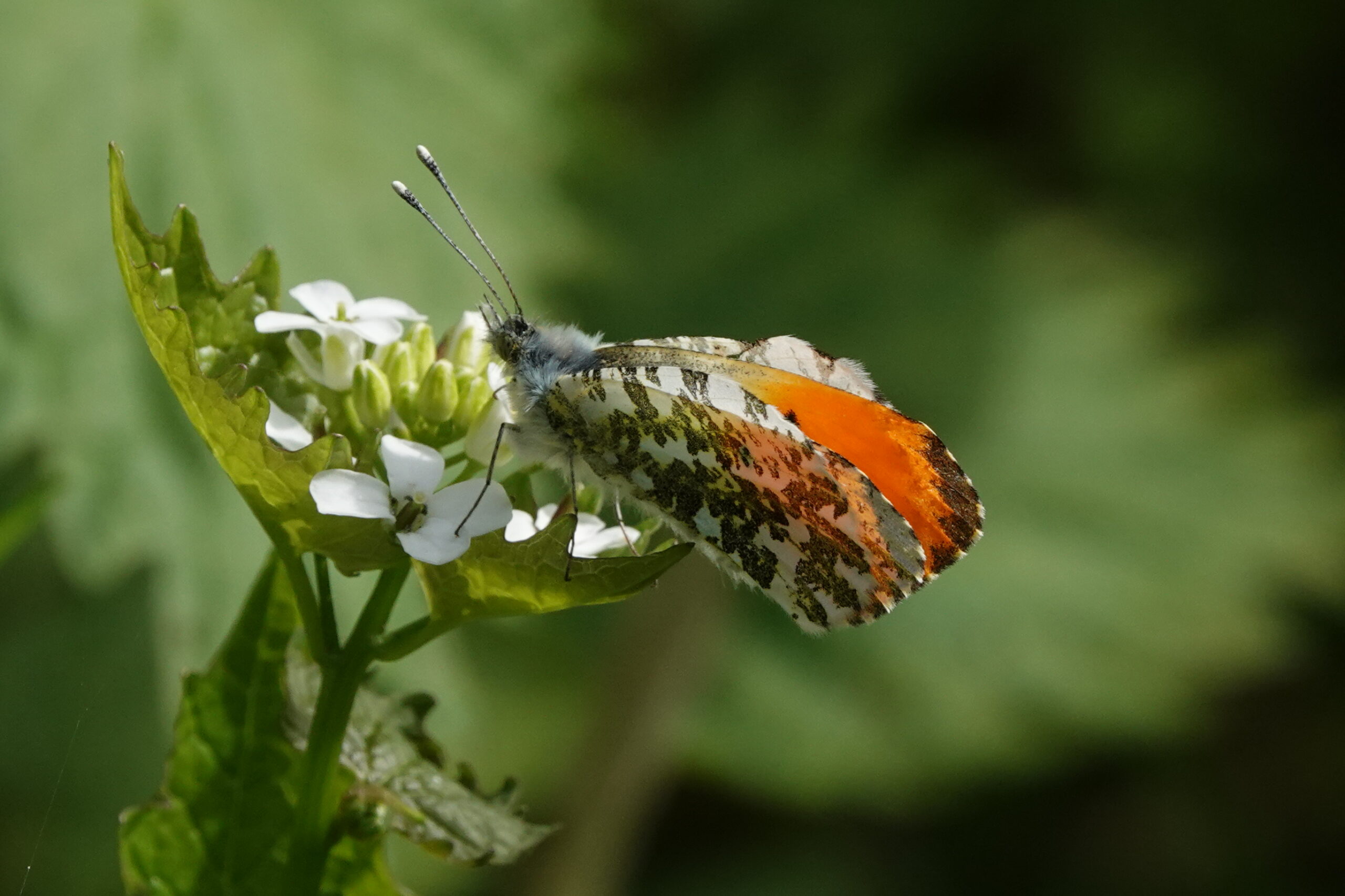 Oranjetipje in de Broekpolder in Vlaardingen.