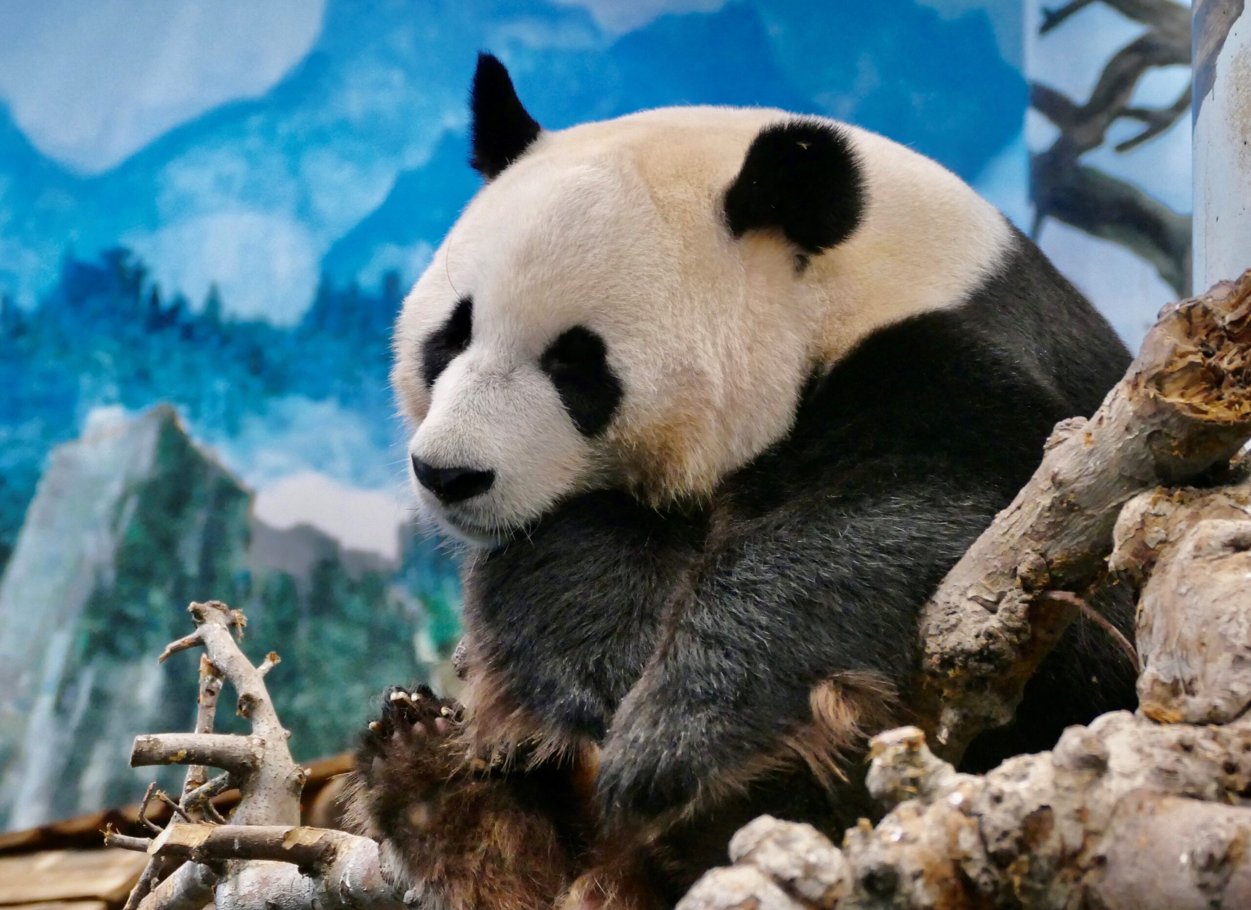 Reuzenpanda in Ouwehands Dierenpark.