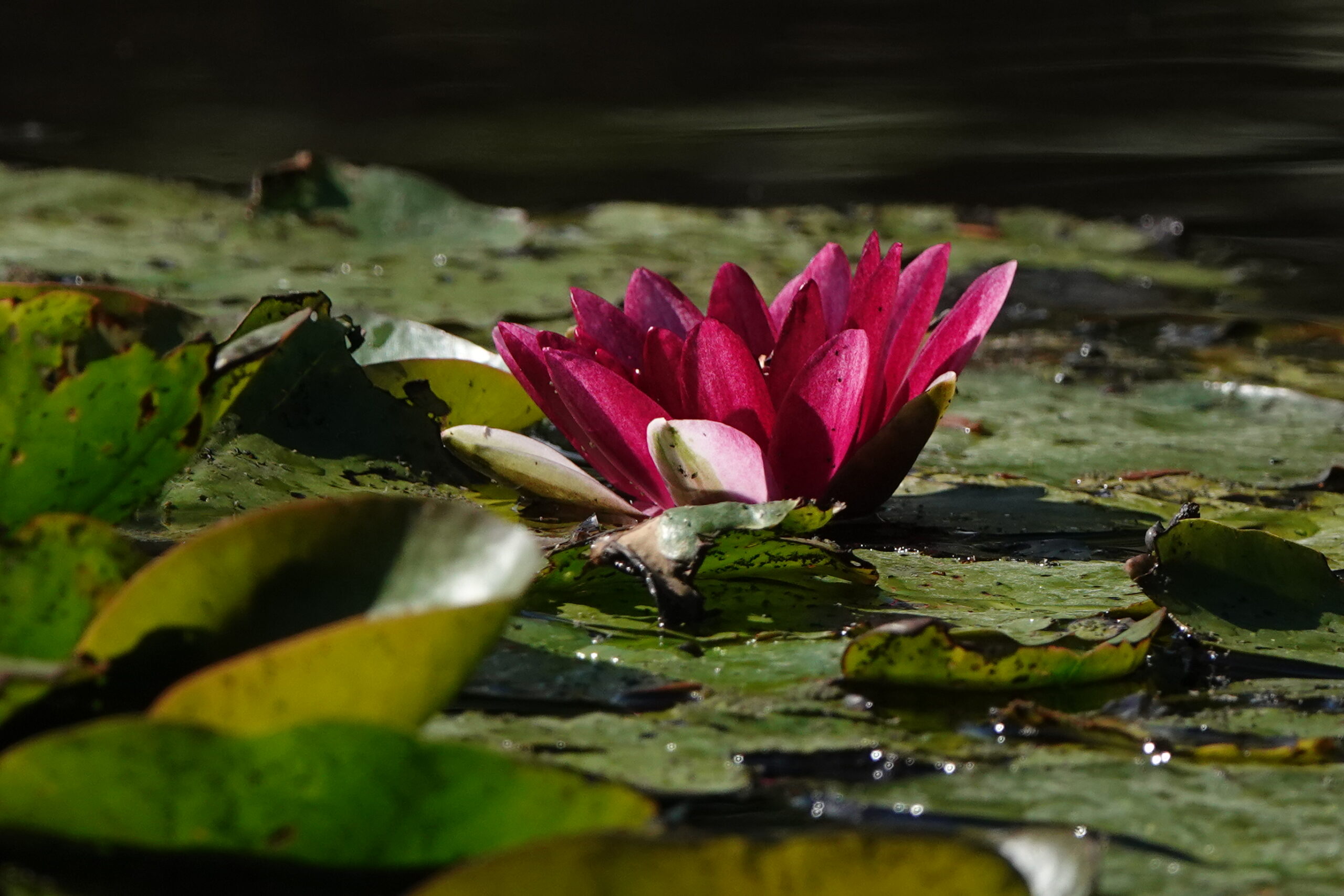Waterlelie in Diergaarde Blijdorp.